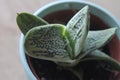 Gasteria succulent 1220