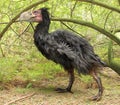 Gastornis In Forest (Terror Bird)