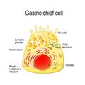 Gastric chief peptic, gastric zymogenic cell. Royalty Free Stock Photo