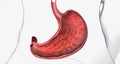 Gastritis is a condition in which the stomach lining known as the mucosa is inflamed Royalty Free Stock Photo