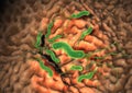 Gastritis, helicobacter pylori bacteria damaging mucus layer, medically accurate 3D illustration