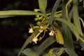 Gastrochilus calceolaris, Species of Orchids. Durgapur village