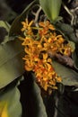 Gastrochilus dasypogon, Species of Orchids. Durgapur village
