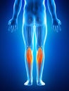 The gastrocnemius