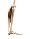 The gastrocnemius