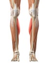 The gastrocnemius medial head Royalty Free Stock Photo