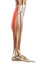 The gastrocnemius