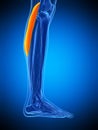 The gastrocnemius