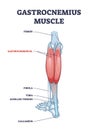 Gastrocnemius muscle with leg and ankle anatomical structure outline diagram