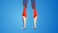 Gastrocnemius Muscles pain and injury