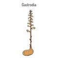 Gastrodia elata, medicinal plant Royalty Free Stock Photo