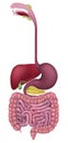 Gastrointestinal Human Digestive System Royalty Free Stock Photo