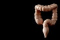 Gastrointestinal medicine, digestive system and colon cancer concept with close up on a medical model of the large intestine or