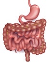 Gastrointestinal system