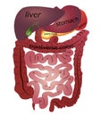 Gastrointestinal tract