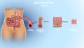 Gastrointestinal tract detailed anatomy Royalty Free Stock Photo