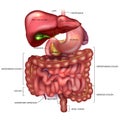 Gastrointestinal tract