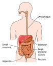 Gastrointestinal tracts and liver