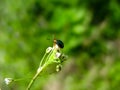 Gastrophysa polygoni on a flower plans flight