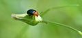 Gastrophysa polygoni, leaf beetle