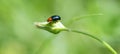 Gastrophysa polygoni, leaf beetle Royalty Free Stock Photo