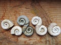 Gastropod shells on wooden background