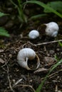 Gastropod, empty snail shells in the forest Royalty Free Stock Photo