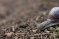 Gastropod molluscs. Snails are found all over the world