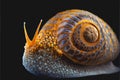 Gastropod sea slug in high detail Amazing marine sea ocean life from the deep depths Royalty Free Stock Photo