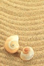 Gastropod shell Royalty Free Stock Photo