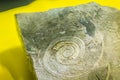 Gastropod shell fossil for education back to the early Cambrian. Royalty Free Stock Photo