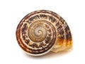 Gastropod shell isolated on white background Royalty Free Stock Photo