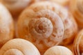 Spiral snail shells. Gastropod shells. Macro, closeup. Royalty Free Stock Photo
