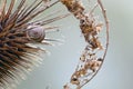 Gastropod shell in a teasel an dry leaf Royalty Free Stock Photo