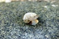 Gastropoda, Mollusca Royalty Free Stock Photo