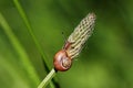 Gastropoda snail on the meadow wildplant