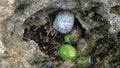 Gastropods hide among corals in the Red Sea littoral at low tide, Egypt