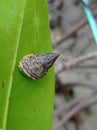 Gastropods On Leaf in The Mangroves Enviroment