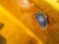 Gastropods. Pond snail