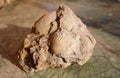 Gastropods and shells fossil on the table Royalty Free Stock Photo