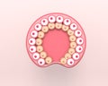 Gastrula. The cells of endoderm and ectoderm.