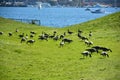 Gaswork is a popular park in Seattle at Lake Union Royalty Free Stock Photo