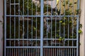 Gate with hanging pots and other plants in the background