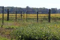 Gate Near Corn Field Royalty Free Stock Photo