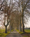 Gate and road with plane trees in France Royalty Free Stock Photo