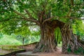 Gate of time. Arch of bodhi Tree. Unseen Thailand at Wat Phra Ngam, Phra Nakhon Si Ayutthaya, Thailand.