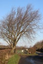 Gated entry to field off country lane by tree