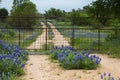 Gated Road Full of Bluebonnets Near Willow City Loop in Texas Hill Country Royalty Free Stock Photo