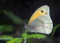 Gatekeeper Butterfly Royalty Free Stock Photo