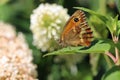 Gatekeeper butterfly basking in the sun on a leaf in close up